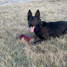 German Shepherds from WMD German Shepherds