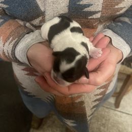Female 2 - Black and white female Shih Tzu puppy in Tenmile, Oregon from Polly Pockets Imperial Shih Tzu’s