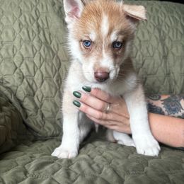 Boy 2(Hoss) - Siberian Husky puppy from SnowShier Huskies