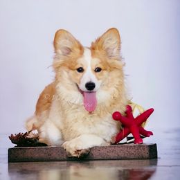 Mishka - Pembroke Welsh Corgi