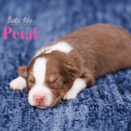 Petal - Red tri-color female Miniature American Shepherd puppy in Herriman, Utah from Painted Blue Aussies