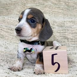 Milo AKC - Blue and tan male Dachshund puppy in South Easton, Massachusetts from Depot Dachsies