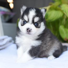 Maverick - Black and white male Pomsky puppy in Coos Bay, Oregon from Ocean View Pomskies
