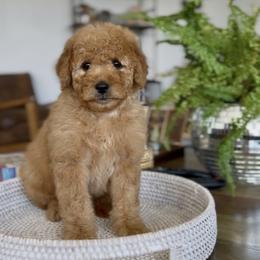 Girl 2 - Red  female Goldendoodle puppy in St George, Utah from Doodle Bears of Southern Utah