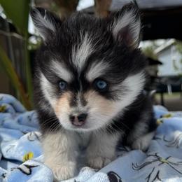 Scorpio - Black and white male Pomsky puppy in Homeland, California from Lara's Ranch Pomskies