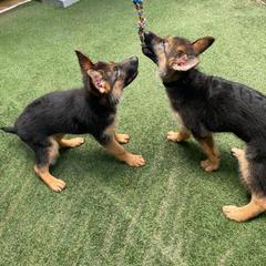 German Shepherd Puppies from North Shore Shepherds
