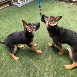 German Shepherd Puppies from North Shore Shepherds