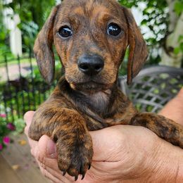 Ellie - Brindle female Dachshund puppy in Littlestown, Pennsylvania from Redeemer's Dachshunds