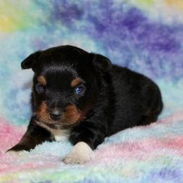 Rhett - Black tri male Miniature Australian Shepherd puppy in Paris, Texas from Kuttin’ Up Mini Aussies