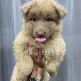 Girl 5 - Isabella female German Shepherd puppy in Pelham, North Carolina from P & P Shepherds