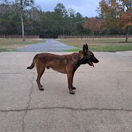 Slash - Belgian Malinois