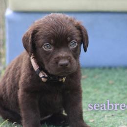 Seabreeze - Chocolate female Labrador Retriever puppy in Morriston, Florida from Penny Lane Labradors