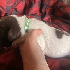 Green Boy - Brown and gray male Wirehaired Pointing Griffon puppy in Sheldon, Vermont from Ole Poor Farm