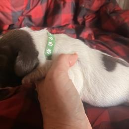 Green Boy - Brown and gray male Wirehaired Pointing Griffon puppy in Sheldon, Vermont from Ole Poor Farm