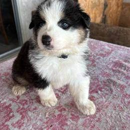 Blue - Black tri-color male Australian Shepherd puppy in Fontana, California from J.O Family Aussies