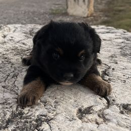 Ulla - Black tri female Miniature Australian Shepherd puppy in Godley, Texas from Nana and Paws Aussies