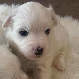 Basil - White male American Eskimo Dog puppy in Hesperia, California from Bella's American Eskimos