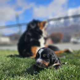 Bernedoodle, Bernese Mountain Dog, Cavapoo, Goldendoodle, and Poodle Puppies from Happy Valley Puppies