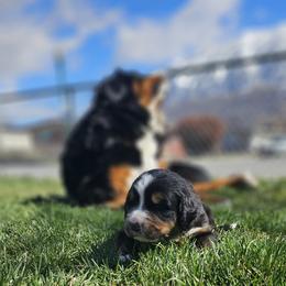 Bernedoodle, Bernese Mountain Dog, Cavapoo, Goldendoodle, and Poodle Puppies from Happy Valley Puppies