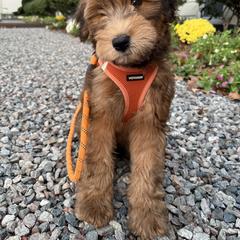 Whoodle Puppies from RockyRiverDoodles