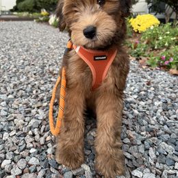 Whoodle Puppies from RockyRiverDoodles