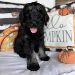 Giant Schnauzer and Miniature Schnauzer Puppies from Hillside Kennels
