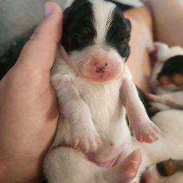 Girl 3 - Papillon puppy from LaRae's Papillons