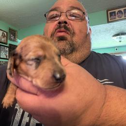 Dachshund Puppies from Witchy Woman’s Wiener’s