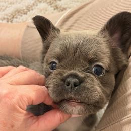 Anastasia (Stacy) - Blue female French Bulldog puppy in Chesnee, South Carolina from Michael & Raisa