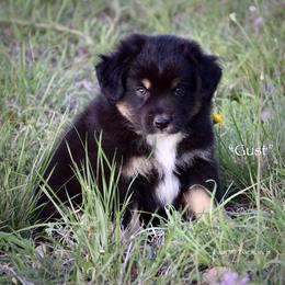 Gust - Black tri male Miniature Australian Shepherd puppy in Evant, Texas from Lazy VT Bar Ranch