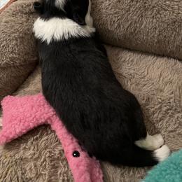Border Collie Puppies from Roaring River Border Collies