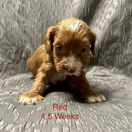 Australian Labradoodle Puppies from Cali Dream Doodles