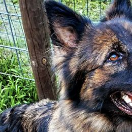 German Shepherds from Killingbeck Kennels