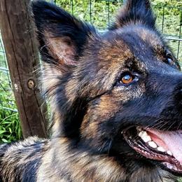 German Shepherds from Killingbeck Kennels