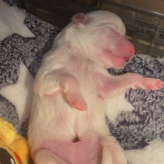Girl 2 - White American Eskimo Dog puppy in Smyrna, Tennessee from Wintersun Eskies of Tennessee