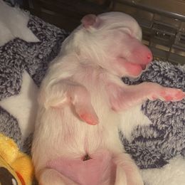 Girl 2 - White American Eskimo Dog puppy in Smyrna, Tennessee from Wintersun Eskies of Tennessee
