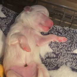 Girl 2 - White American Eskimo Dog puppy in Smyrna, Tennessee from Wintersun Eskies of Tennessee