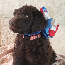 Labradoodle Puppies from TLC Labradoodles