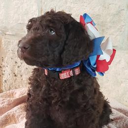 Labradoodle Puppies from TLC Labradoodles