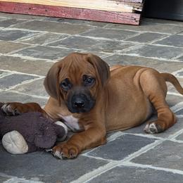 Boy 1 - Rd whtn blk nose male Rhodesian Ridgeback puppy in Gaffney, South Carolina from Circle D Farms