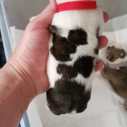 English Bulldog Puppies from Ruza's Bulldogs