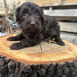 Reba - Brown and white female Aussiedoodle puppy in Oklahoma City, Oklahoma from Foneb Farm - The F1B Farm