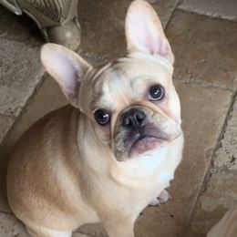 Nala - French Bulldog