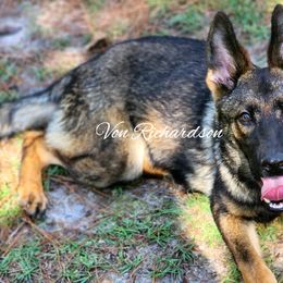 Remembrance - Sable German Shepherd puppy in Deer Park, Alabama from Von Richardson Elite German Shepherds