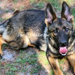 Remembrance - Sable German Shepherd puppy in Deer Park, Alabama from Von Richardson Elite German Shepherds