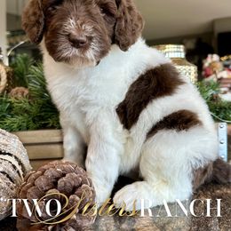 Piglet - female Newfypoo puppy in Jackson, Missouri from Two Sisters Ranch, LLC