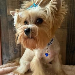 Tootsie - Yorkshire Terrier