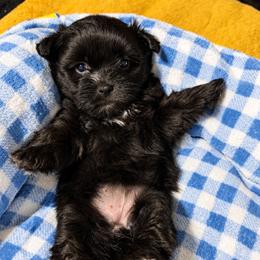 Nova - Black and white female Shihpoo puppy in Sumter, South Carolina from DWS KENNEL SERVICES