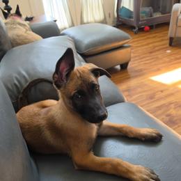 Purple - Mahogany male Belgian Malinois puppy in Chesterfield, Virginia from Love Belgian Malinois