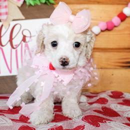 Darla - Parti female Poodle puppy in Hugo, Oklahoma from Ann R.